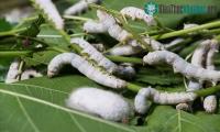 Ảnh Trung Quốc mới tạo ra sợi siêu bền từ tơ tằm tự nhiên
