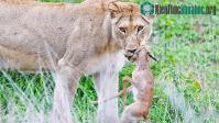 Ảnh Linh dương impala vùng vẫy giành lại sự sống trong "nanh" sư tử