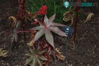 Ảnh Poison Garden là khu vườn chết chóc nhất thế giới