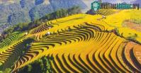 Ảnh Ruộng bậc thang là gì? Ruộng bậc thang thường có ở đâu?