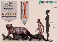 Ảnh Phát hiện ra rái cá "quái vật" to như sư tử, ăn thịt cả cá sấu