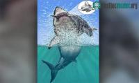 Ảnh Phát hiện hóa thạch cá voi bị quái vật megalodon ngoạm gãy lưng