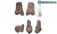 Ảnh Argentina phát hiện hóa thạch loài khủng long ăn thịt mới từ 90 triệu năm trước