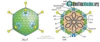 Ảnh Virus Adeno là cái gì?