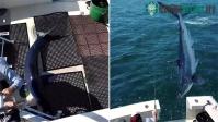 Ảnh Cá mập mako đã nhảy lên thuyền khiến ngư dân choáng váng