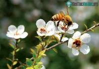 Ảnh Mật ong Manuka có gì quý mà giá đắt vậy? Tại sao lại coi nó là thần dược?