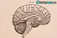 Ảnh Não người mang tới tế bào miễn dịch giúp ta tách biệt khỏi loài linh trưởng, nhưng đồng thời cũng là điểm yếu