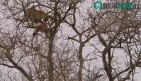 Ảnh Báo hoa mai trèo lên ngọn cây tóm gọn con đại bàng