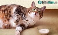 Ảnh Có nên bổ sung sữa bò cho mèo?