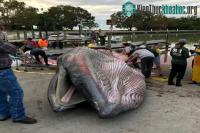 Ảnh Loài cá voi vừa được ghi nhận năm trước, năm sau đứng trước nguy cơ tuyệt chủng