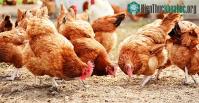 Ảnh Bộ Y tế thông tin ca bệnh cúm A(H5) trên người đầu tiên ở nước ta sau 8 năm