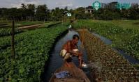 Ảnh Nước biển dâng, nông dân Bangladesh hồi sinh phương thức canh tác cổ xưa trên bè nổi