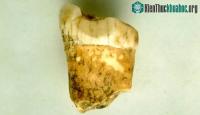 Ảnh Con người mang dòng máu lai của loài từng ăn thịt cả ma mút?