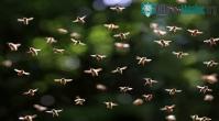 Ảnh Bí ẩn về đàn ong mật có thể thay đổi thời tiết
