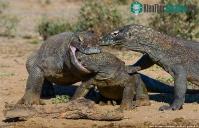 Ảnh Bức ảnh rồng Komodo ngoạm đầu đồng loại và sự thật phía sau