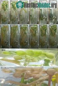Ảnh Trung Quốc thí nghiệm thành công việc canh tác cây lúa trọn vòng đời trong không gian