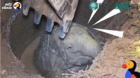 Ảnh Tiếng khóc ai oán thấu trời xanh của voi mẹ ở giữa đêm khuya và câu chuyện đầy cảm động sau đó