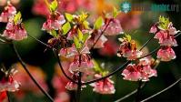 Ảnh Hoa đào chuông Yên Tử là thế nào?