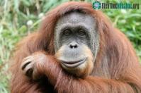 Ảnh Đười ươi, khỉ đột có thể hành động theo lý trí tốt hơn con người