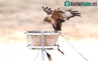 Ảnh Trung Quốc dựng khoảng 5.000 tổ nhân tạo cho chim săn mồi lớn
