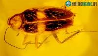 Ảnh Giới khoa học phấn khích khi phát hiện tinh trùng gián từ 30 triệu năm 