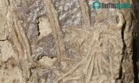 Ảnh Thông tin bất ngờ về bữa ăn cuối cùng của khủng long microraptor