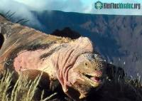 Ảnh Ecuador phát hiện đàn con mới nở của kỳ nhông hồng vô cùng quý hiếm