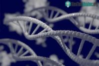 Ảnh Phát hiện ra 155 gene mới liên quan sự tiến hóa của loài người