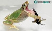 Ảnh Vũ khí bí mật giúp cho ong bắp cày đực thoát miệng ếch
