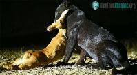 Ảnh Báo đen bỏ con mồi chạy tháo thân khi "kẻ phá bĩnh" bất ngờ đã xuất hiện