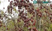 Ảnh Lợi ích tuyệt vời của táo đỏ Tân Cương với sức khỏe