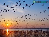 Ảnh Nghiên cứu mới về khả năng tự định hướng của người với động vật: "GPS tự thân"