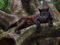 Ảnh Sự thật bất ngờ về loài báo đen - nguồn cảm hứng xây dựng nhân vật Black Panther