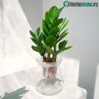 Ảnh Top 6 loại cây cảnh thủy sinh đặt ở bàn làm việc mang lại tài lộc