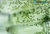 Ảnh Tìm ra phương thức quang hợp nhân tạo hiệu quả nhất từ trước tới nay