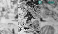 Ảnh Các nhà khoa học đau đầu với câu hỏi: Quái vật Bigfoot có thật không?