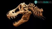 Ảnh Phát hiện chấn động về siêu quái thú nguy hiểm nhất địa cầu