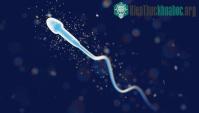 Ảnh Nhiều nam giới có thể bị mất khả năng sinh con vào năm 2050?