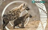 Ảnh Loài động vặt đặc biệt: Linh cẩu thuộc họ chó hay họ mèo?