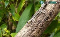 Ảnh Kinh ngạc với khả năng ngụy trang tài tình của các loài động vật trong tự nhiên
