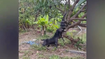 Ảnh Video: Cận cảnh Pitbull hung hăng cắn đuôi thằn lằn khổng lồ rồi lôi khỏi cây