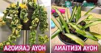 Ảnh Top 6 loại cây cảnh khử mùi hiệu quả giúp cho căn phòng luôn thơm ngát