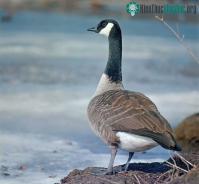 Ảnh Ngỗng Canada - Nỗi ám ảnh kỳ lạ của người dân Bắc Mỹ