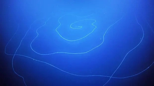 Ảnh Vô tình phát hiện sinh vật dài nhất hành tinh ở ngoài khơi Tây Australia