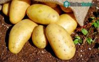 Ảnh Kết quả nghiên cứu mới: Lợi ích bất ngờ của khoai tây