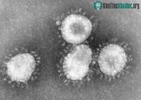 Ảnh Những nhà khoa học "đánh thức" 13 loại virus thời tiền sử từ lớp băng vĩnh cửu ở Siberia