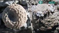 Ảnh Phát hiện ra hai loài thực vật núi cao mới trên dãy Andes