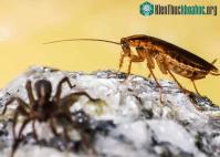 Ảnh Chúng ta sẽ không còn ước toàn bộ gián trên thế giới tuyệt chủng khi biết lợi ích của chúng