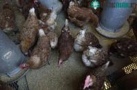 Ảnh Bệnh cúm gia cầm H5N1 nguy hiểm như thế nào?