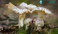 Ảnh Những thực phẩm quen thuộc lại chứa độc tố chết người